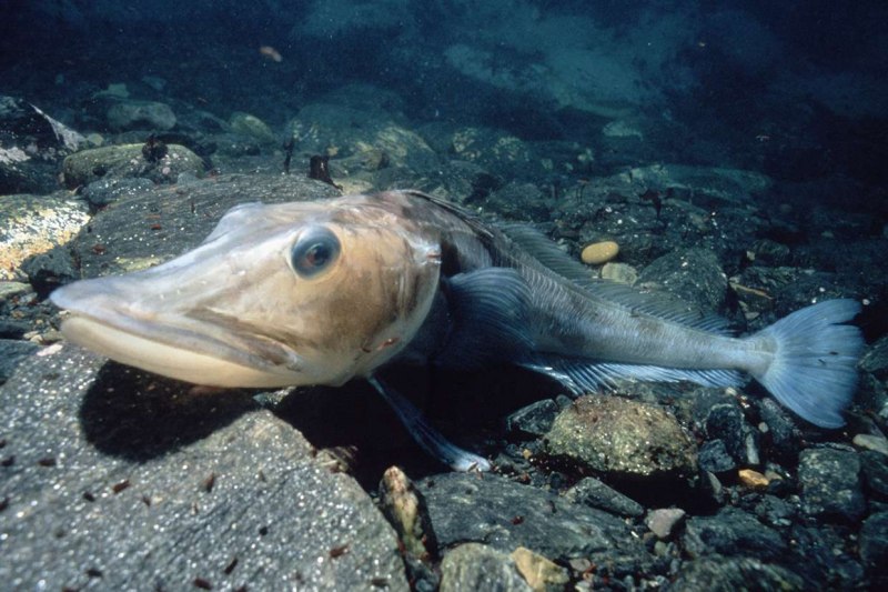 Silurus GLANIS рыба