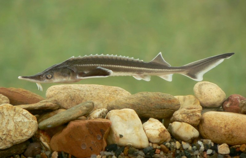 Sebastes ruberrimus