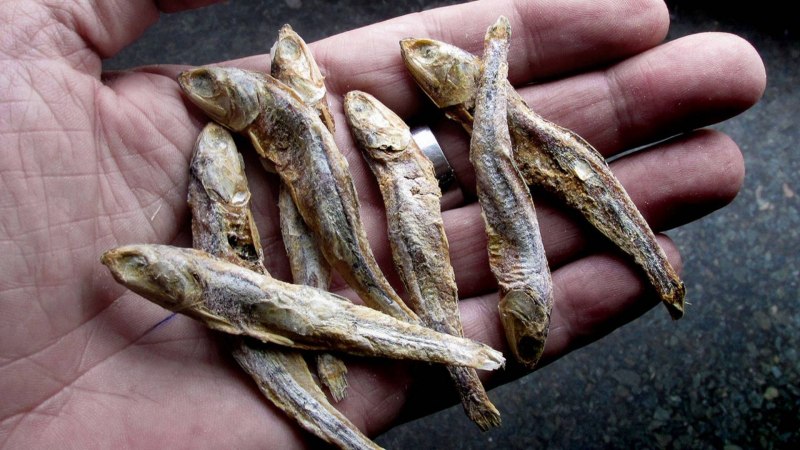 Eleginus navaga