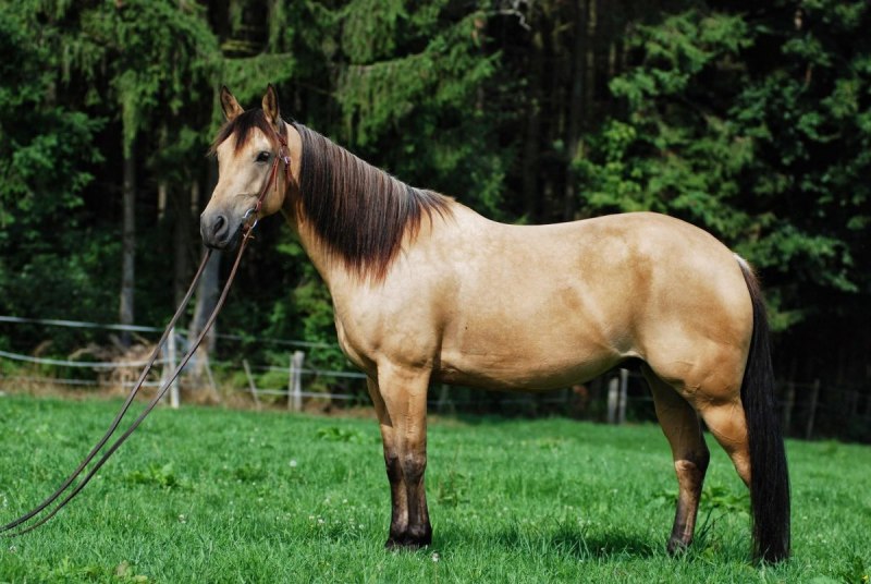 American Quarter Horse порода