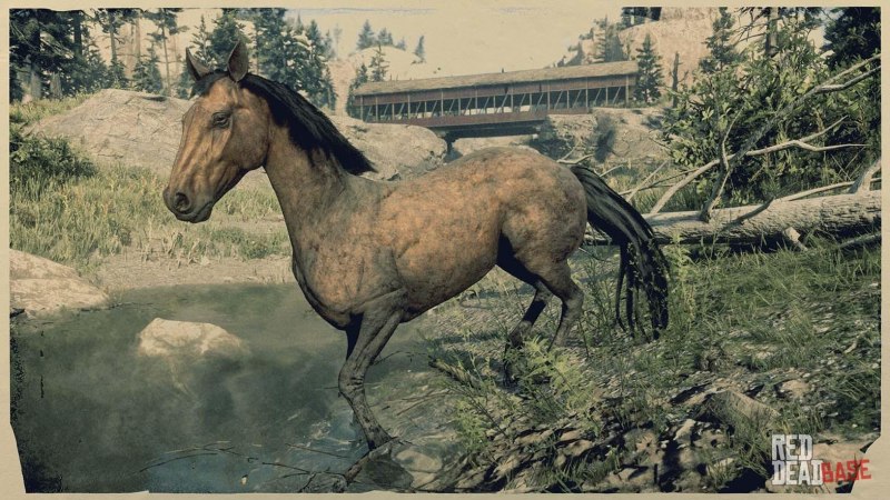 Rdr 2 Ахалтекинская лошадь