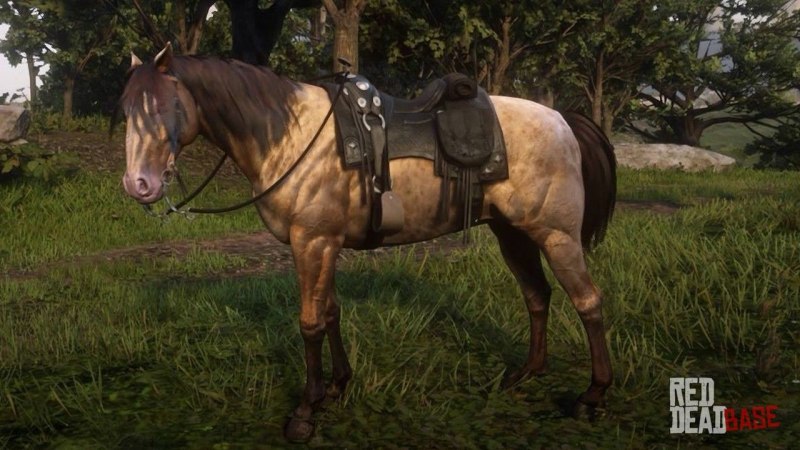 Missouri Fox Trotter rdr2