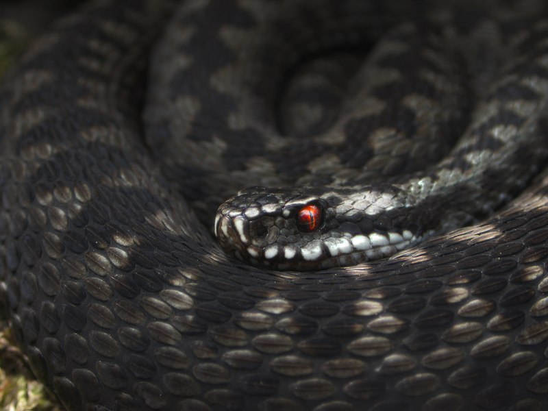 Атлас пресмыкающихся гадюка обыкновенная (Vipera berus)