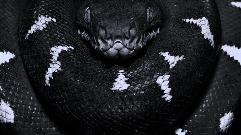 Vipera berus гадюка
