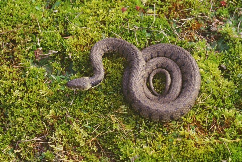 Natrix astreptophora