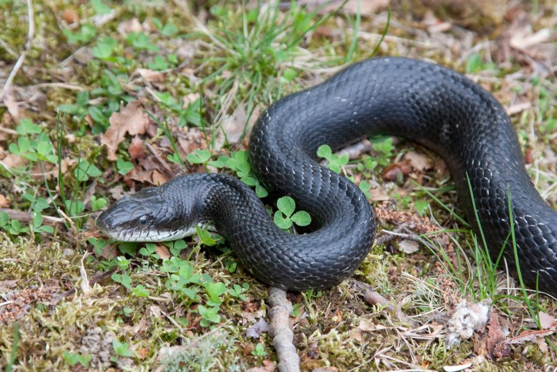 Чёрная мамба Dendroaspis polylepis