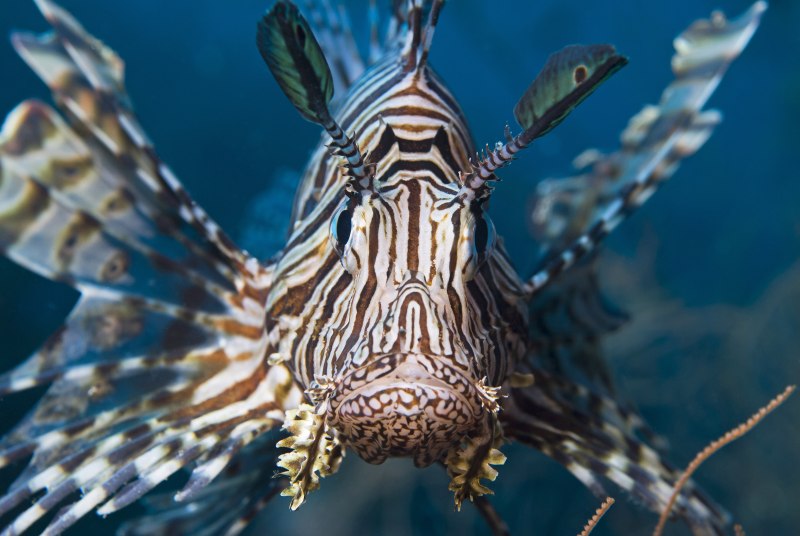 Крылатка Pterois volitans