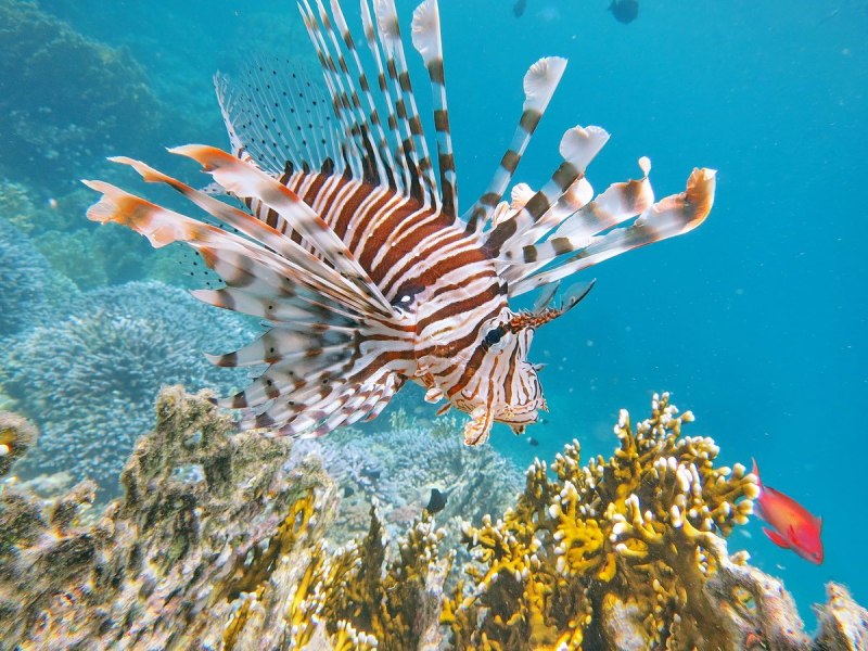 Крылатка-Зебра чернополосая (дьявол) (Pterois volitans)