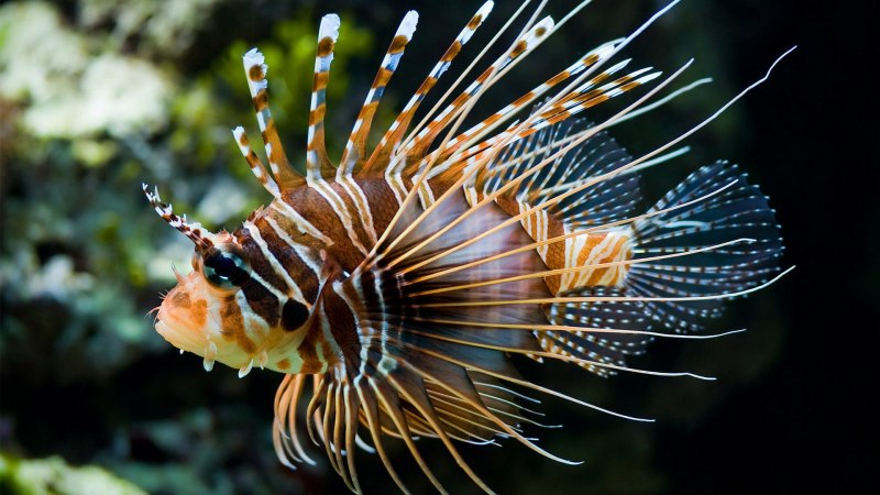 Рыба Pterois volitans