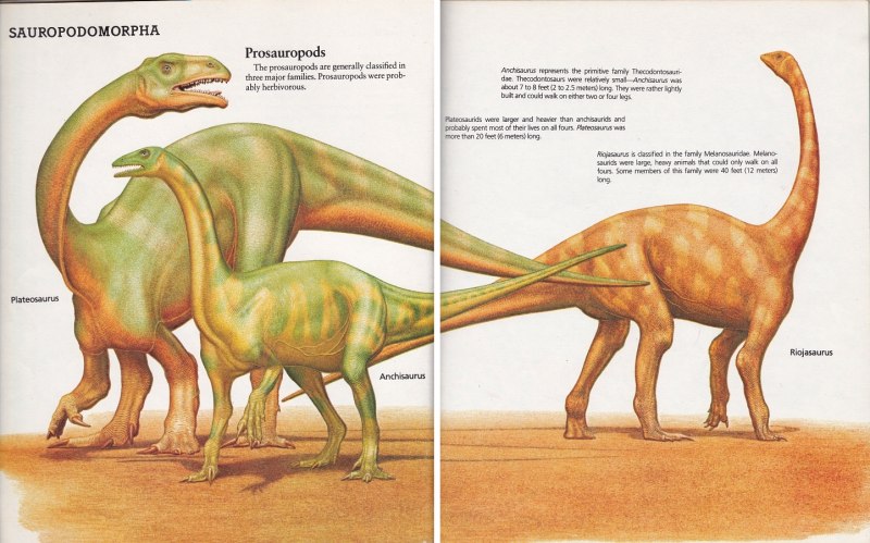 "Fabian" Plateosaurus