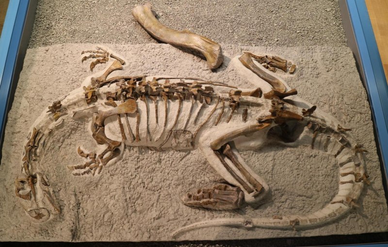 Carnivores Triassic
