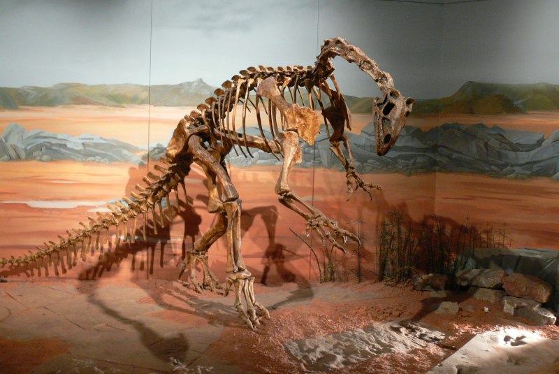 Eoraptor Lunensis