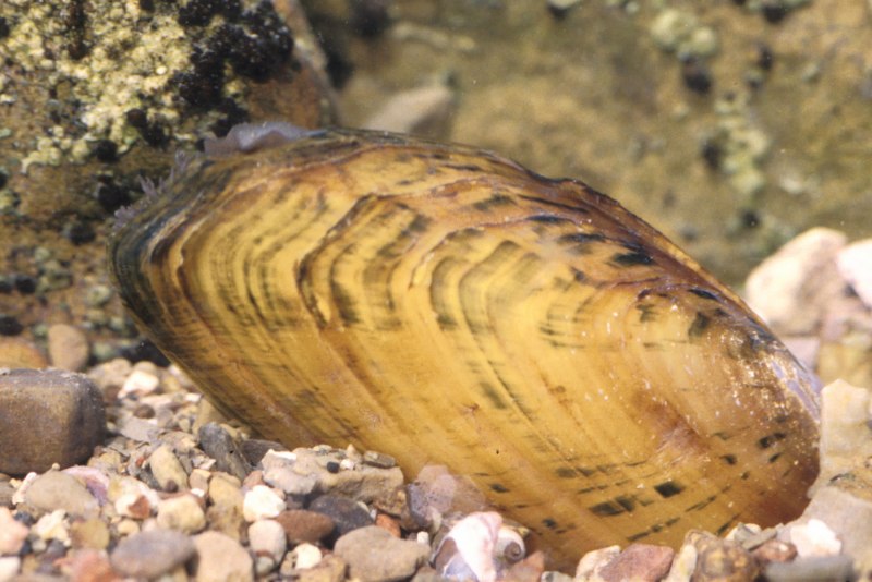 Моллюски Unionidae