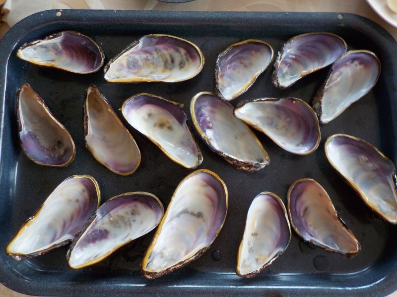 Моллюски в раковине мороженые