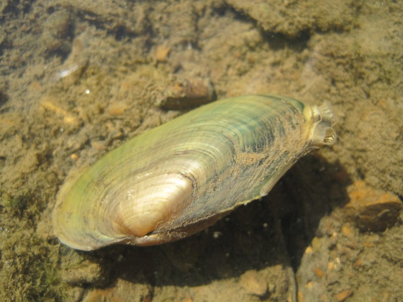 Моллюски Unionidae