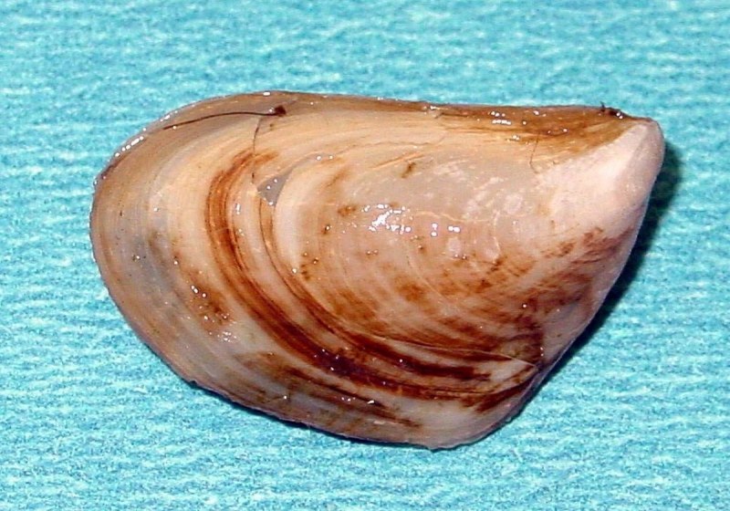 Dreissena rostriformis