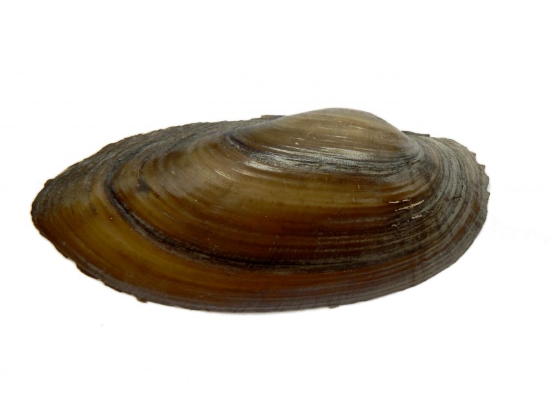 Жемчужница обыкновенная margaritifera margaritifera