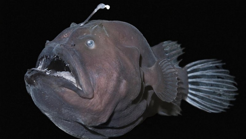 Морской черт удильщик