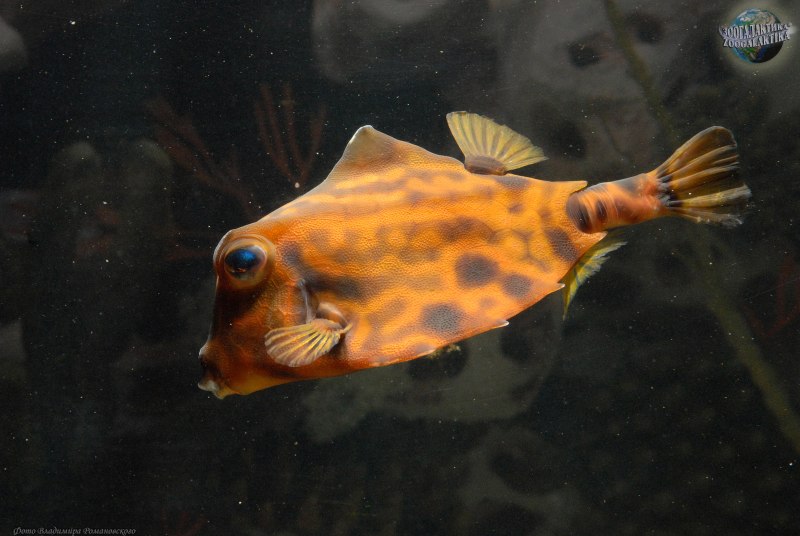 Tetrosomus gibbosus