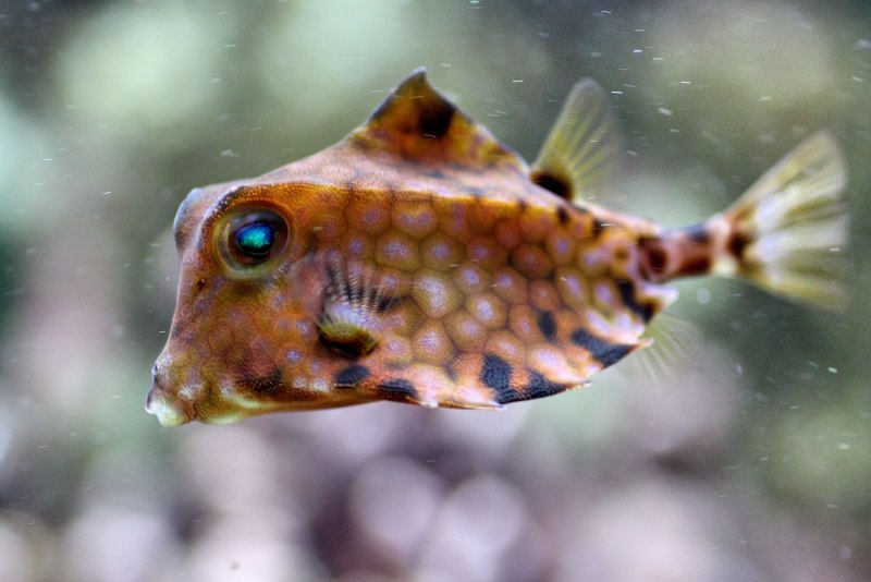 Tetrosomus gibbosus