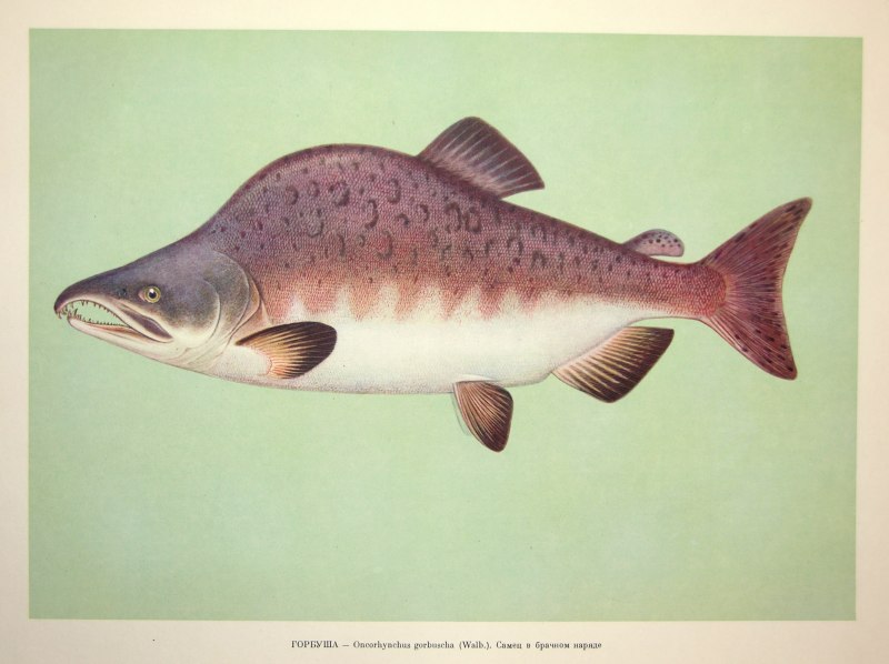 Горбуша (Oncorhynchus gorbuscha)