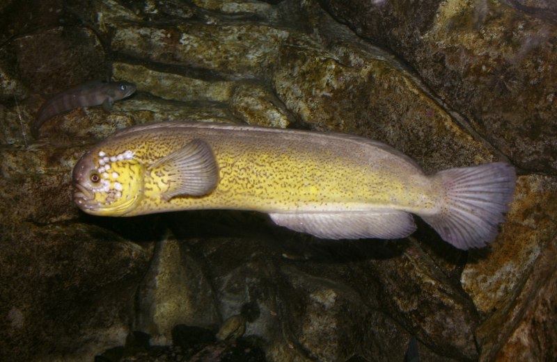 Zaprora Silenus