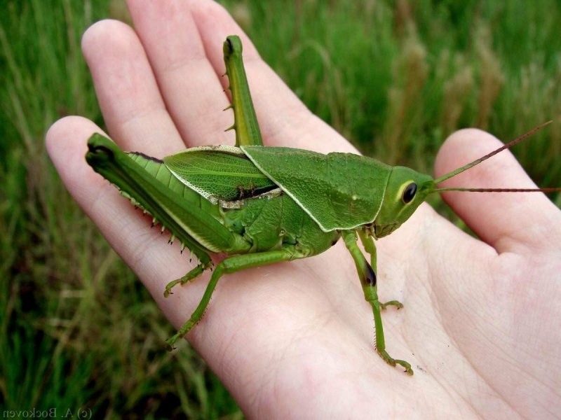 Кузнечик хвостатый Tettigonia caudata