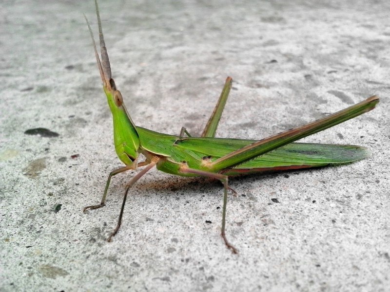Decticus verrucivorus