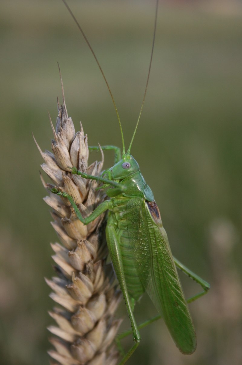 Tettigonia caudata