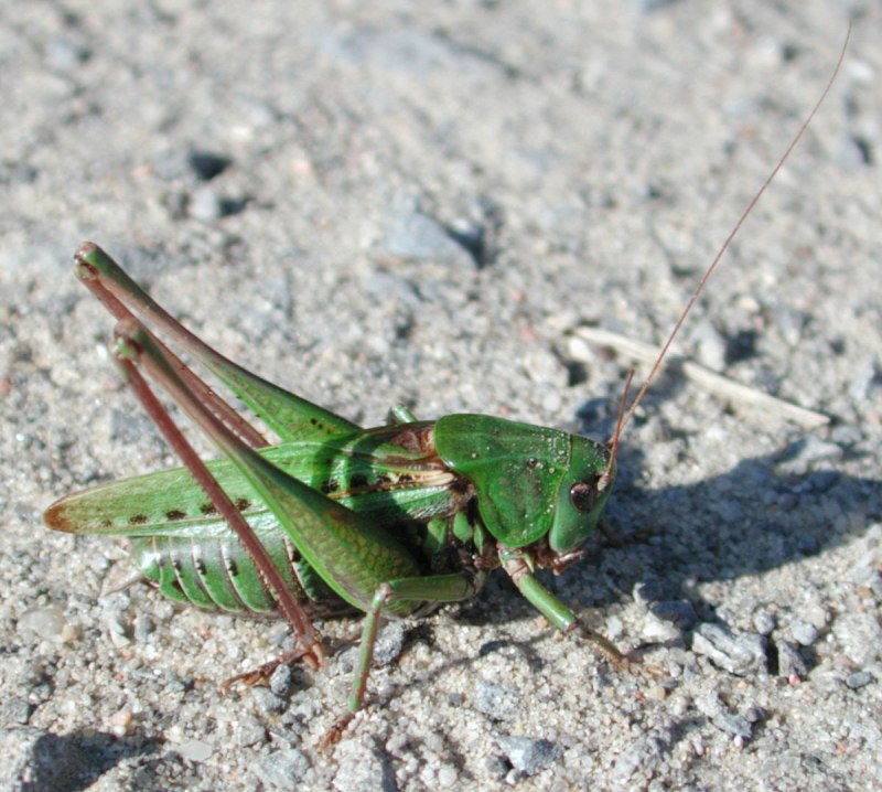 Серый кузнечик Decticus