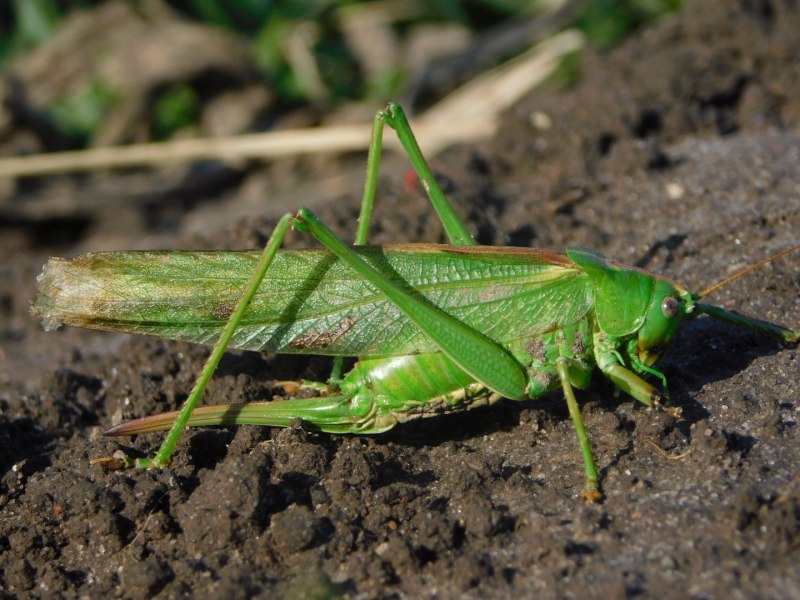 Tettigonia viridissima