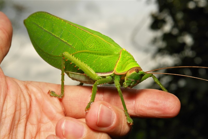 Tettigonia orientalis