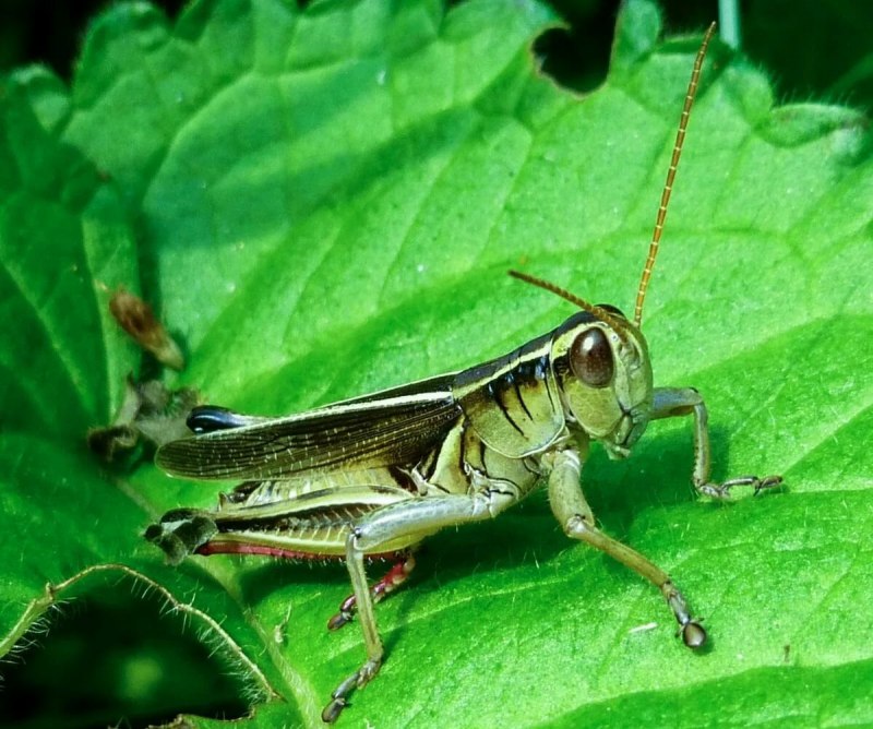 Кузнечик зеленый (Tettigonia viridissima)