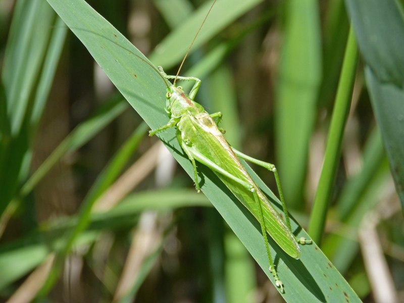 Земляной богомол (Geomantis Larvoides)