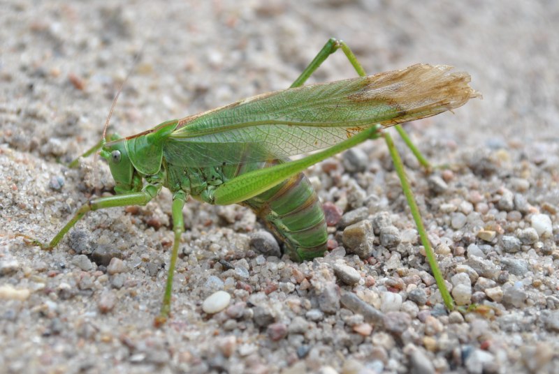 Tettigonia caudata
