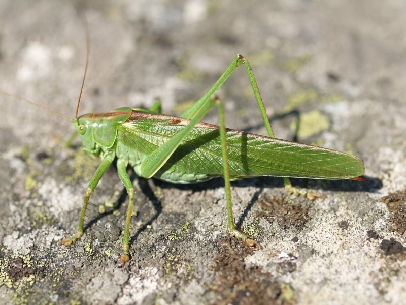 Tettigonia viridissima
