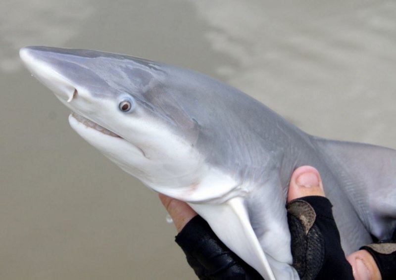 Carcharhinus limbatus
