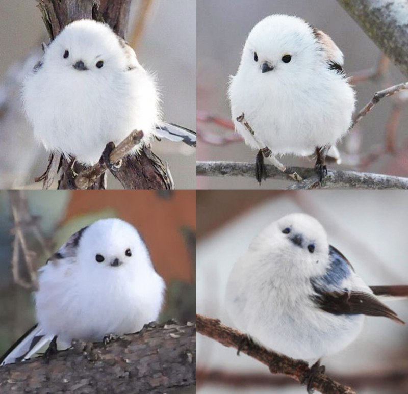 Корейская длиннохвостая синица