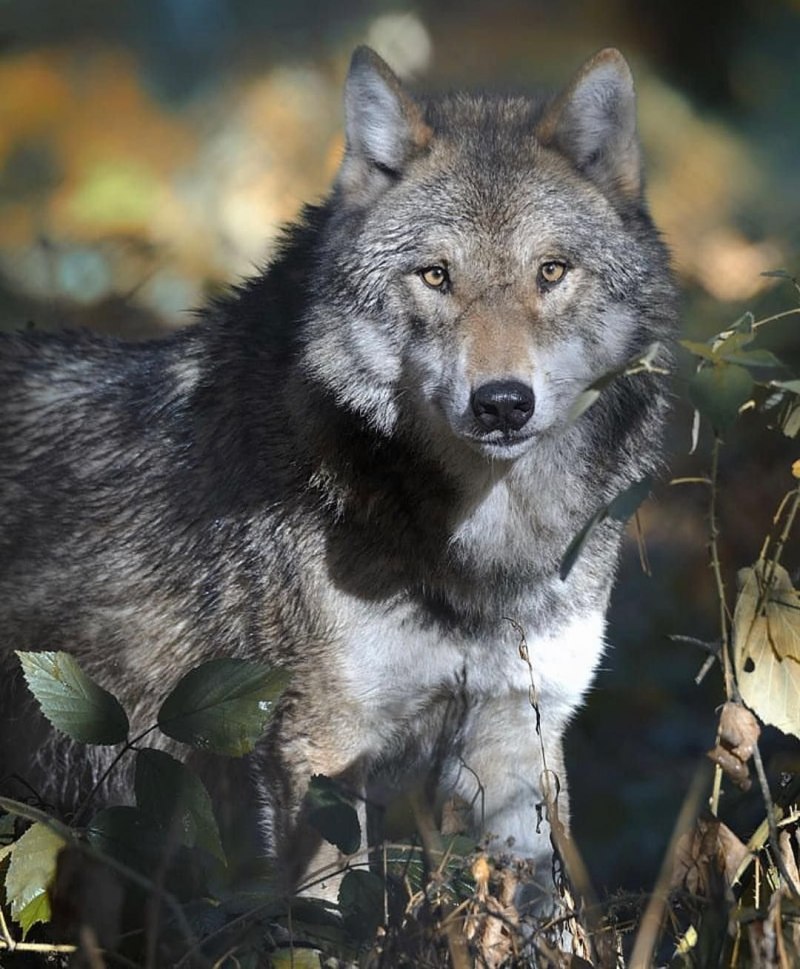 Серый волк canis Lupus