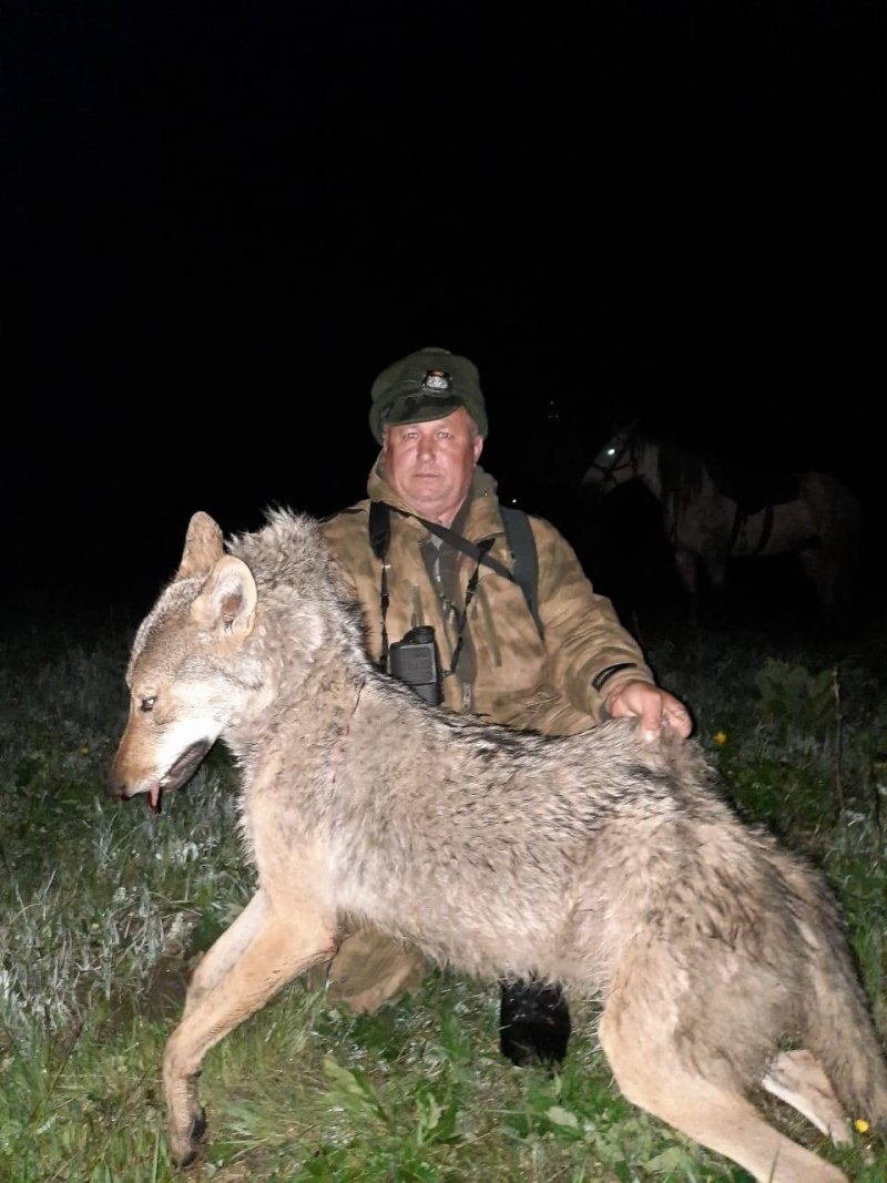 Охота на Волков Краснодарский край