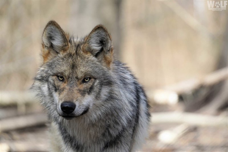 Волк обыкновенный (canis Lupus)