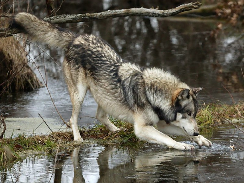 Волк canis Lupus