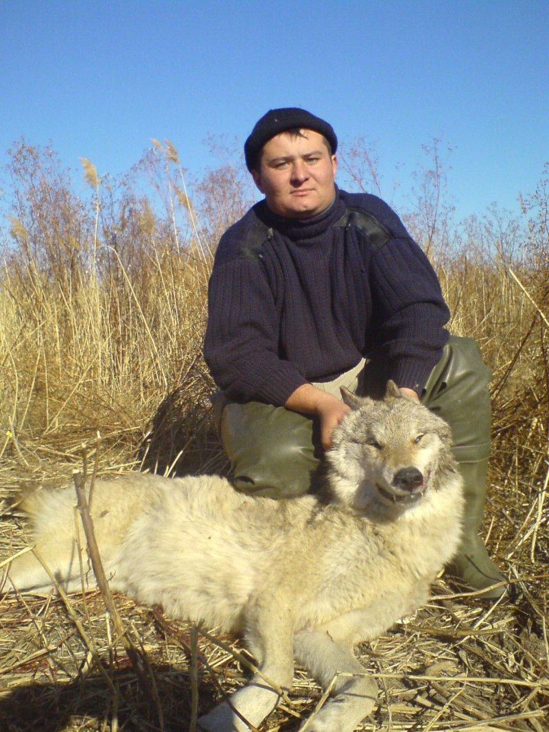 Canis Rufus рыжий волк