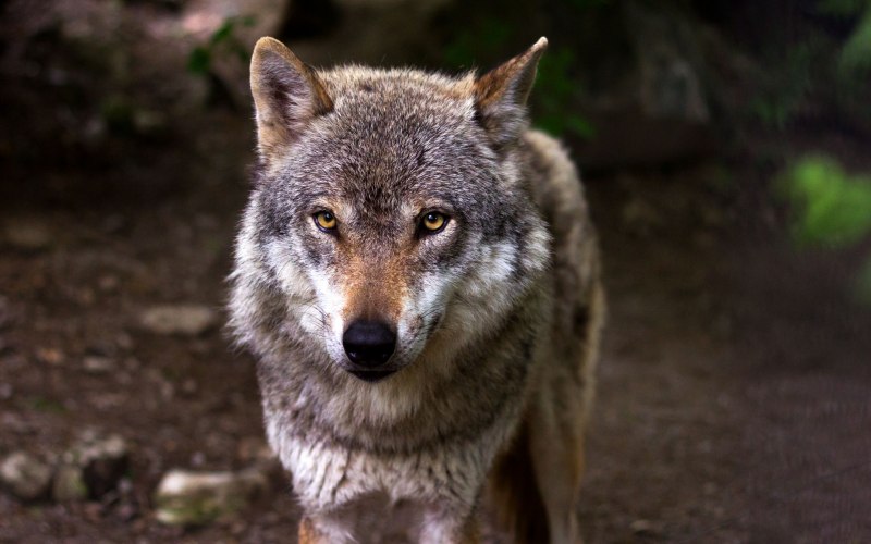 Волк canis Lupus