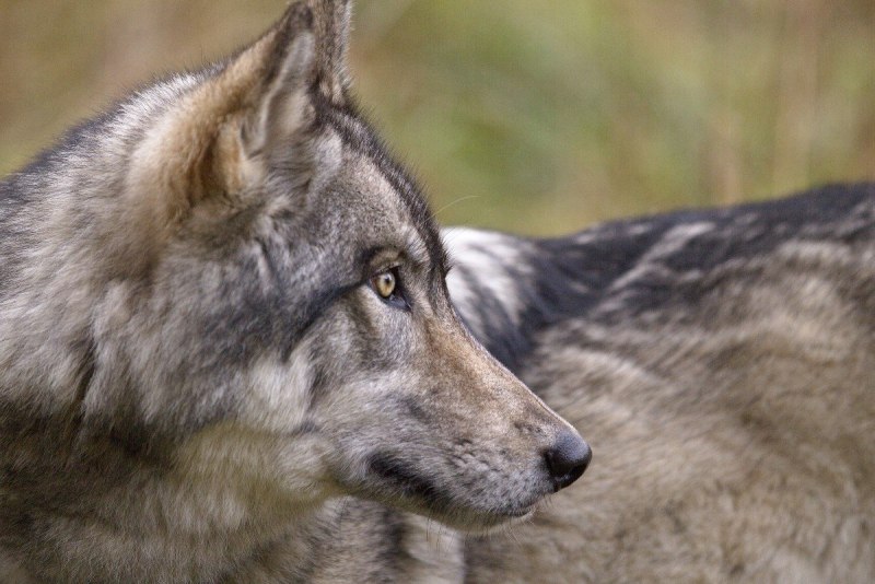 Самый большой волк canis Lupus