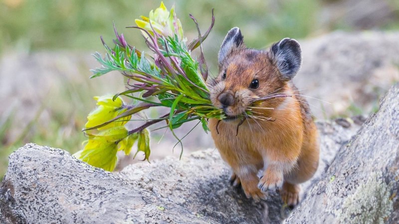 Большеухая пищуха Ochotona macrotis