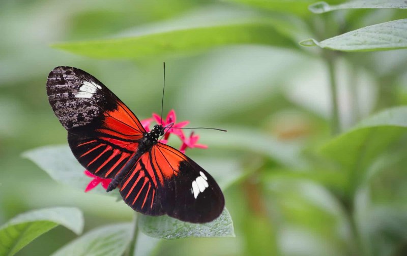 Vanessa Atalanta бабочка