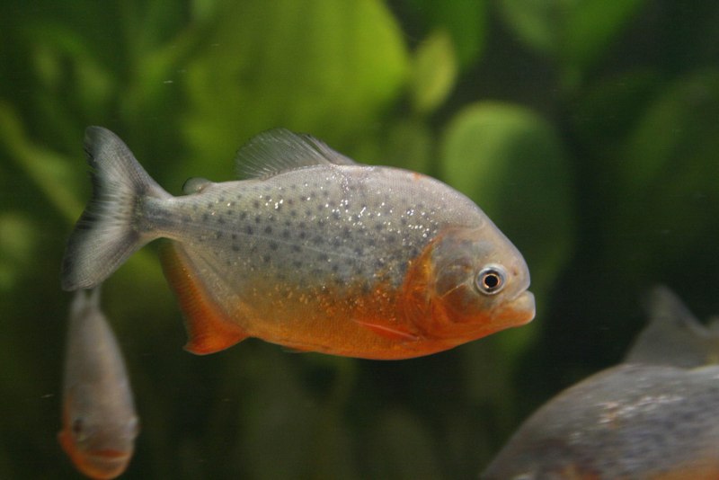 Serrasalmus marginatus