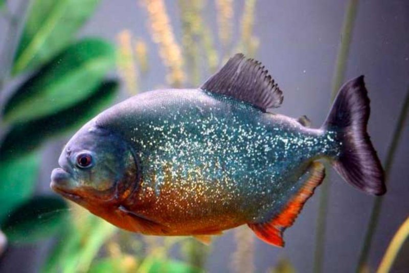 Пиранья Pygocentrus nattereri