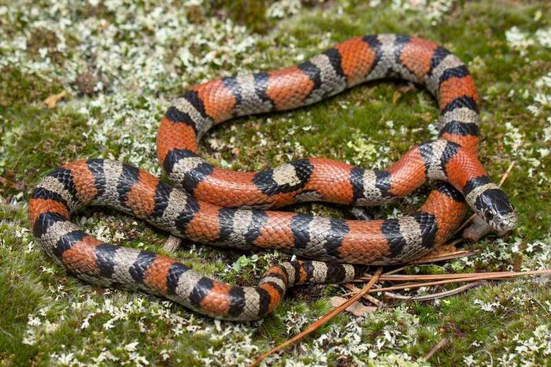 Lampropeltis zonata Agalma